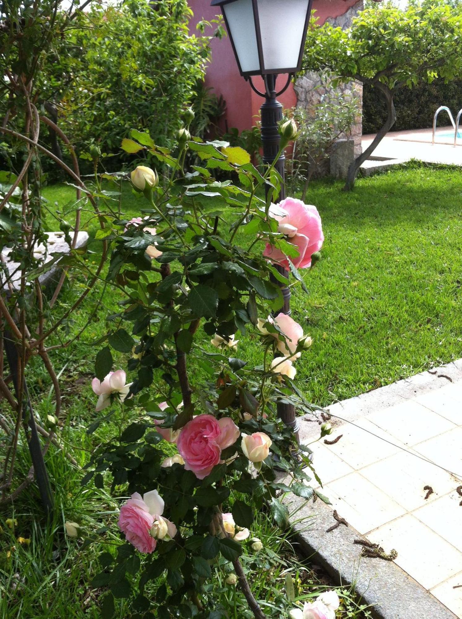 Il Giardino Segreto Bed & Breakfast Trappitello Bagian luar foto