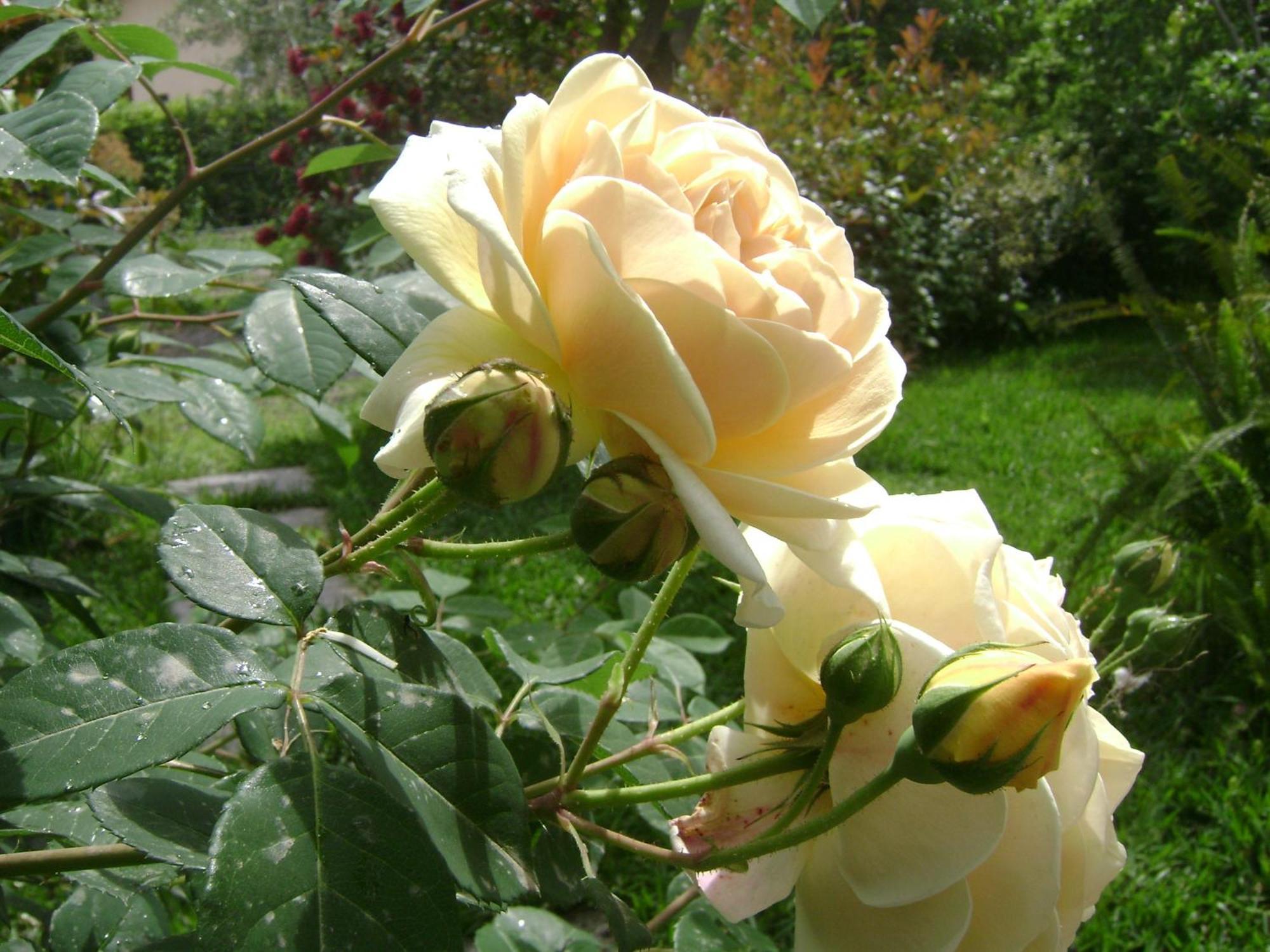 Il Giardino Segreto Bed & Breakfast Trappitello Ruang foto